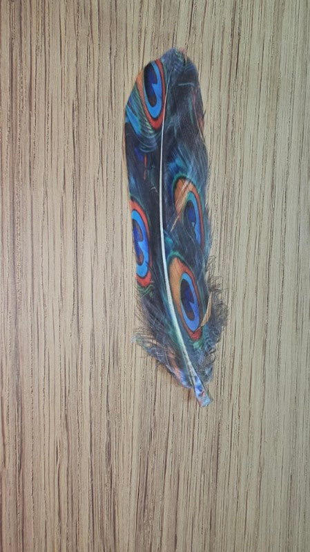 Peacock print feather